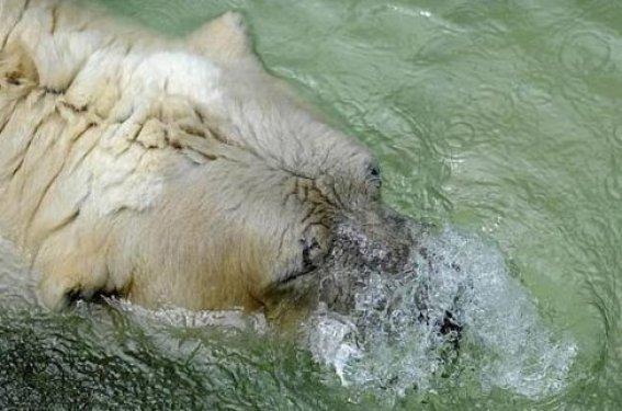 O dünyanın en mutsuz hayvanı