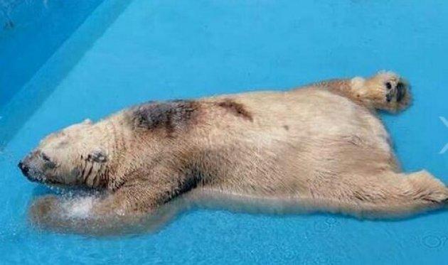 O dünyanın en mutsuz hayvanı