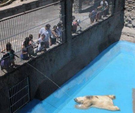 O dünyanın en mutsuz hayvanı