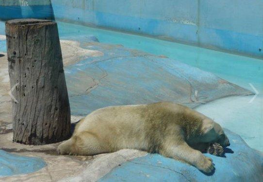 O dünyanın en mutsuz hayvanı