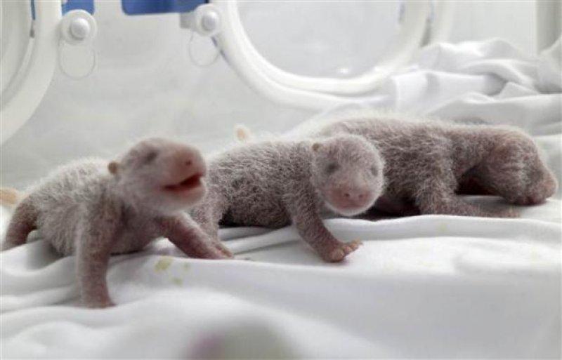 Dünyanın ilk üçüz pandaları hayata merhaba dedi 