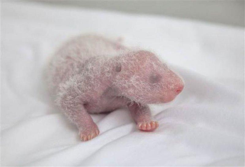 Dünyanın ilk üçüz pandaları hayata merhaba dedi 