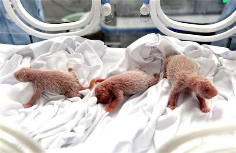 Dünyanın ilk üçüz pandaları hayata merhaba dedi 