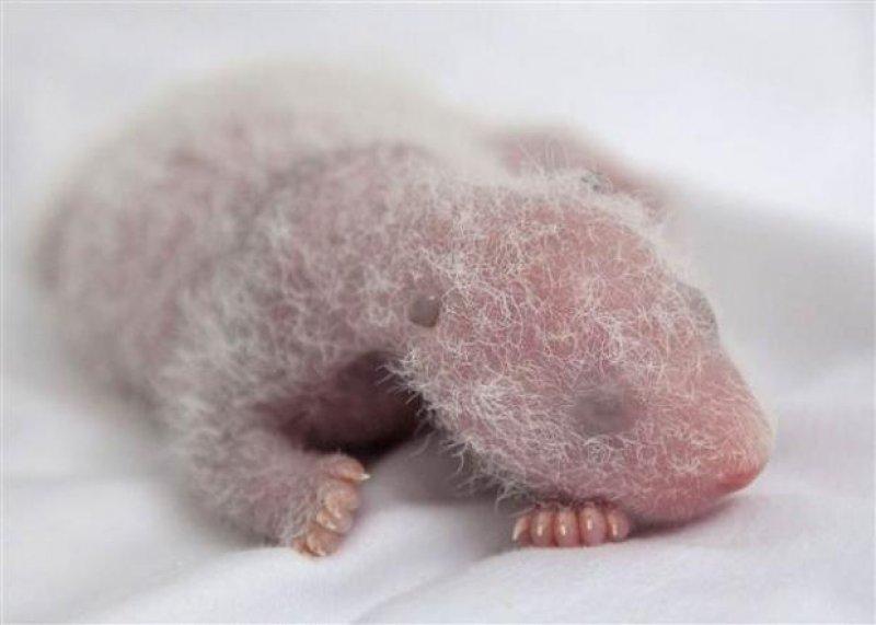 Dünyanın ilk üçüz pandaları hayata merhaba dedi 