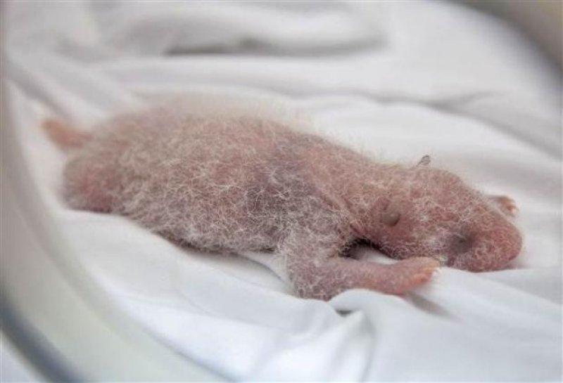 Dünyanın ilk üçüz pandaları hayata merhaba dedi 