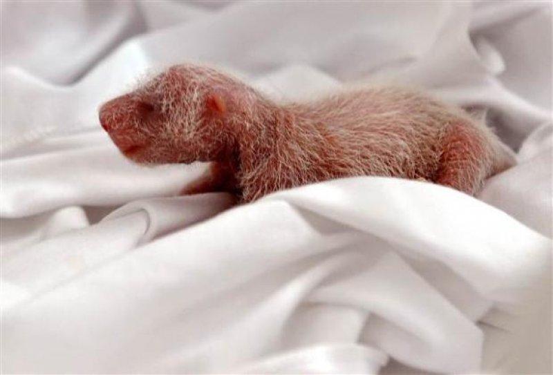 Dünyanın ilk üçüz pandaları hayata merhaba dedi 