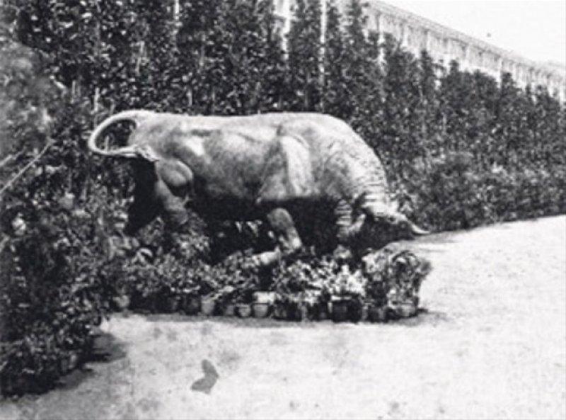 Kadıköy'ün boğası 150 yaşında