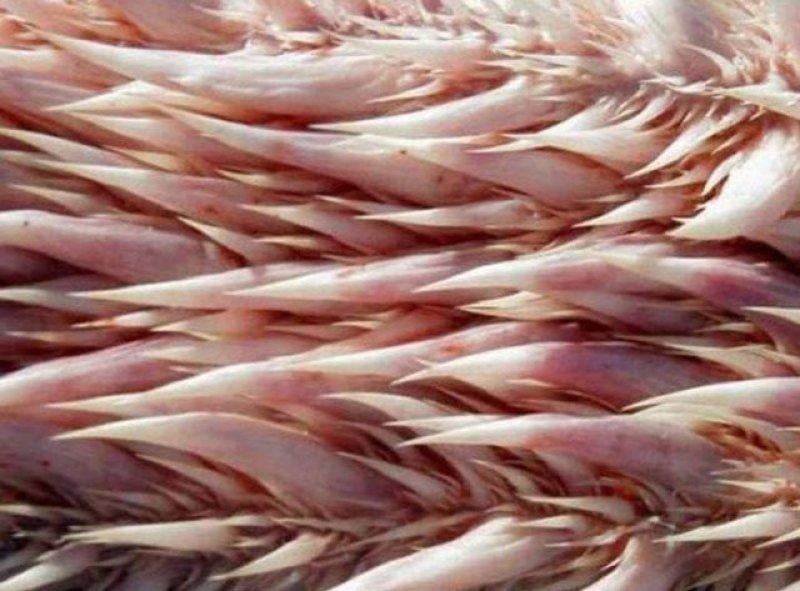 Leatherback Kaplumbağa'sının ağzı keskin dişlerle dolu