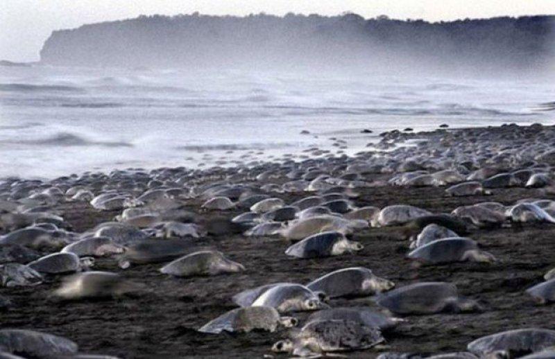 Leatherback Kaplumbağa'sının ağzı keskin dişlerle dolu
