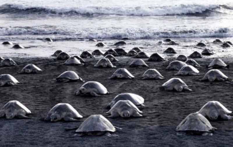 Leatherback Kaplumbağa'sının ağzı keskin dişlerle dolu