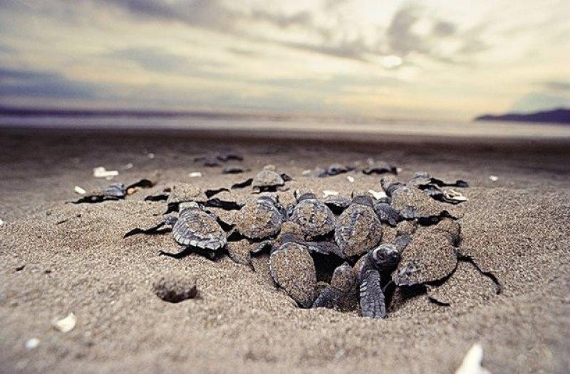 Leatherback Kaplumbağa'sının ağzı keskin dişlerle dolu