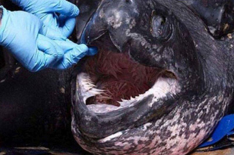 Leatherback Kaplumbağa'sının ağzı keskin dişlerle dolu