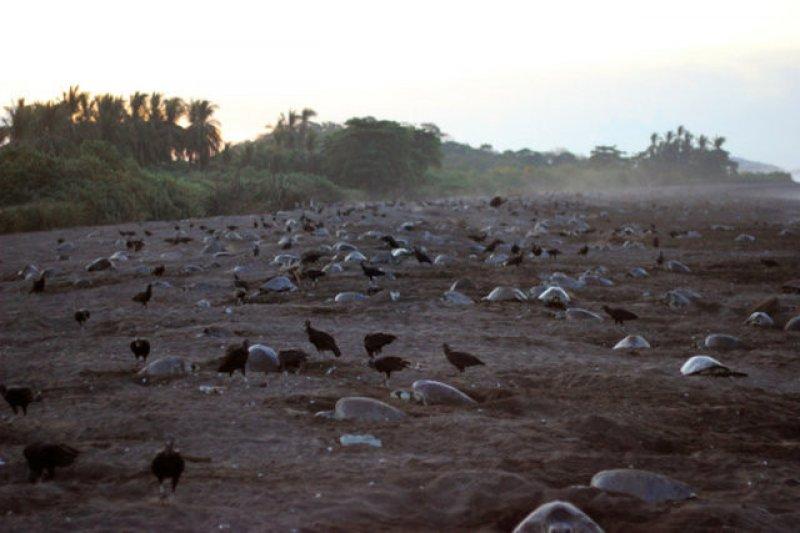 Leatherback Kaplumbağa'sının ağzı keskin dişlerle dolu