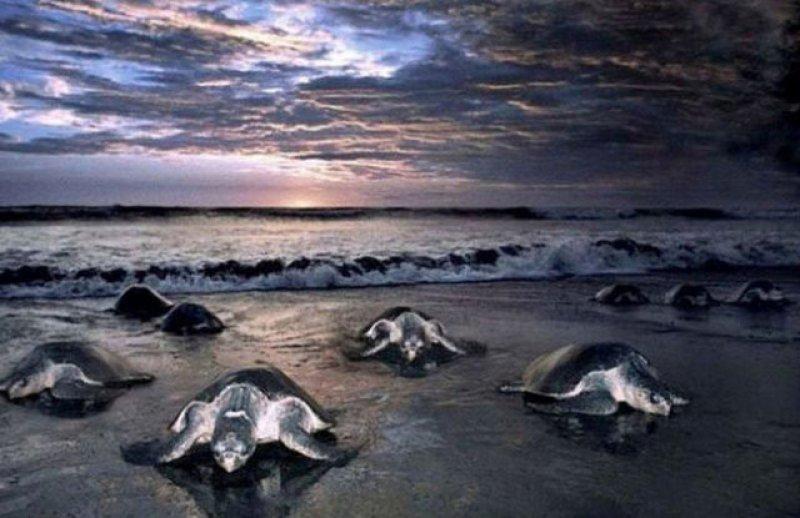 Leatherback Kaplumbağa'sının ağzı keskin dişlerle dolu