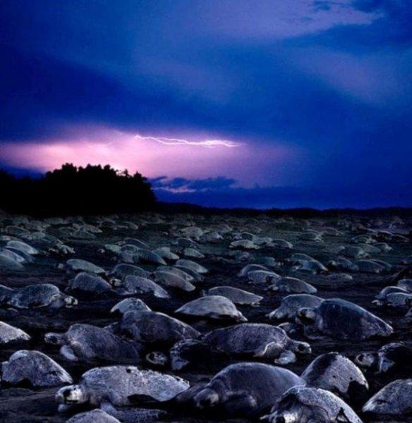 Leatherback Kaplumbağa'sının ağzı keskin dişlerle dolu