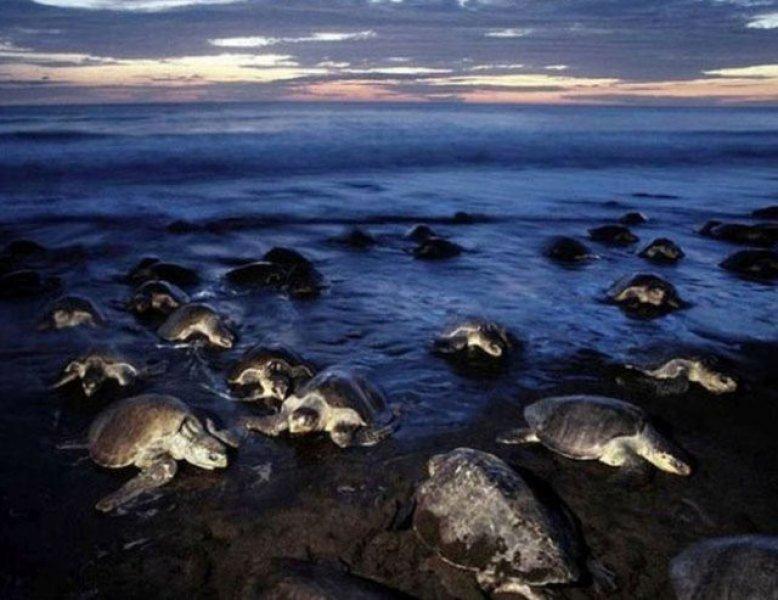 Leatherback Kaplumbağa'sının ağzı keskin dişlerle dolu