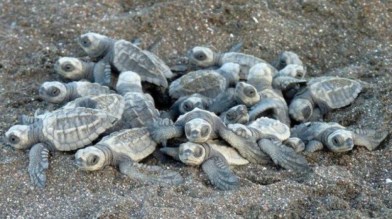 Leatherback Kaplumbağa'sının ağzı keskin dişlerle dolu