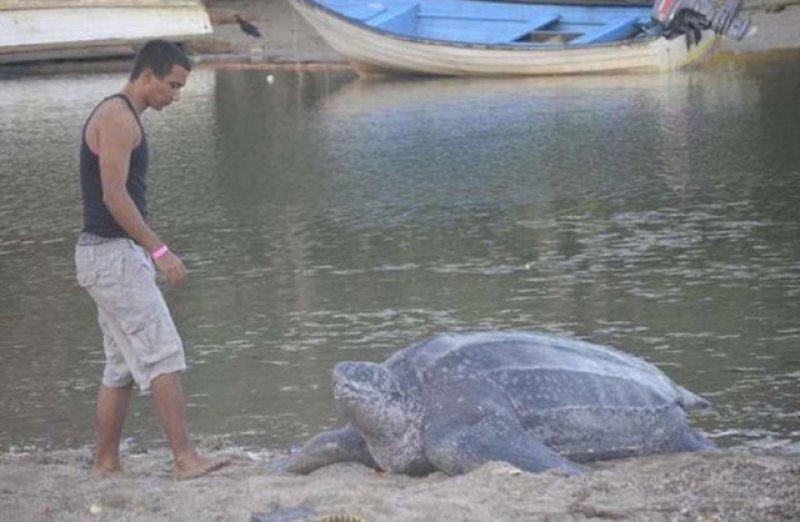 Leatherback Kaplumbağa'sının ağzı keskin dişlerle dolu