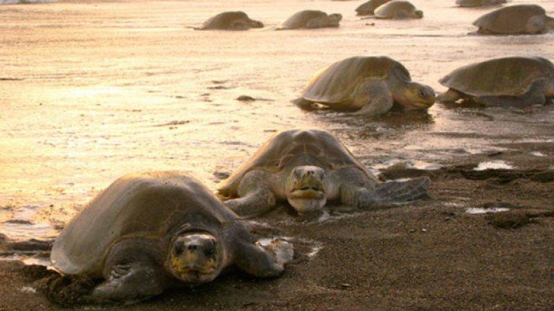 Leatherback Kaplumbağa'sının ağzı keskin dişlerle dolu