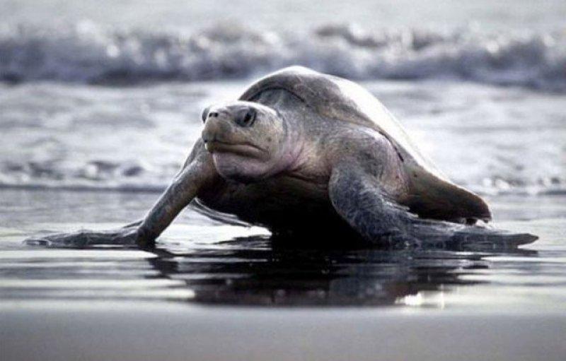 Leatherback Kaplumbağa'sının ağzı keskin dişlerle dolu