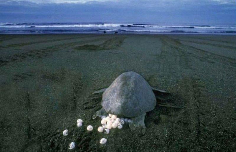Leatherback Kaplumbağa'sının ağzı keskin dişlerle dolu
