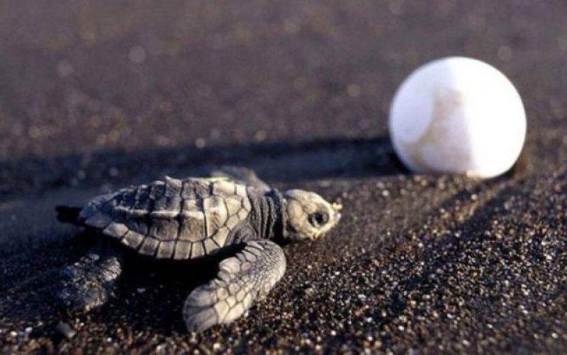 Leatherback Kaplumbağa'sının ağzı keskin dişlerle dolu