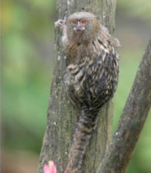 Evrim geçiren hayvanlar 