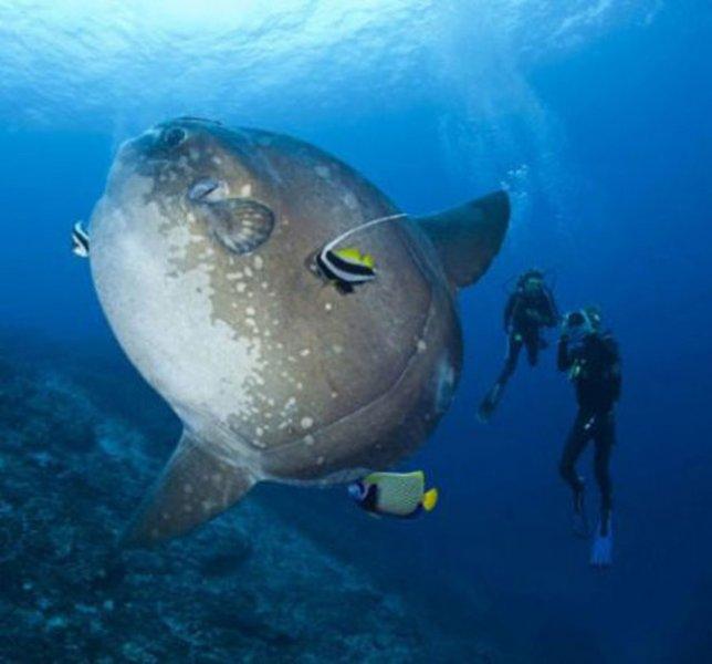 Evrim geçiren hayvanlar 