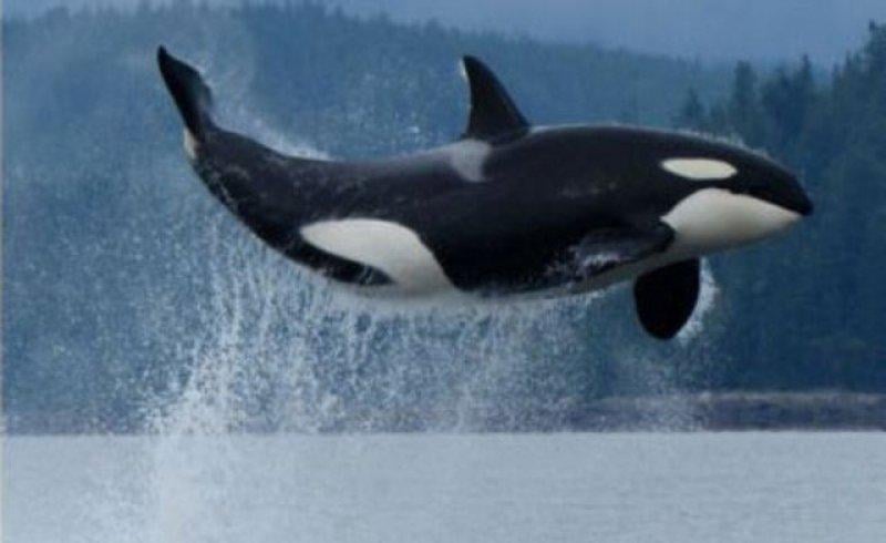 Evrim geçiren hayvanlar 