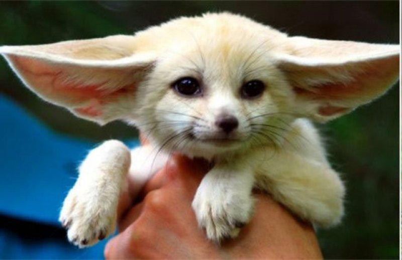 Evrim geçiren hayvanlar 