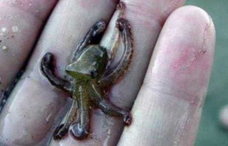 Evrim geçiren hayvanlar 