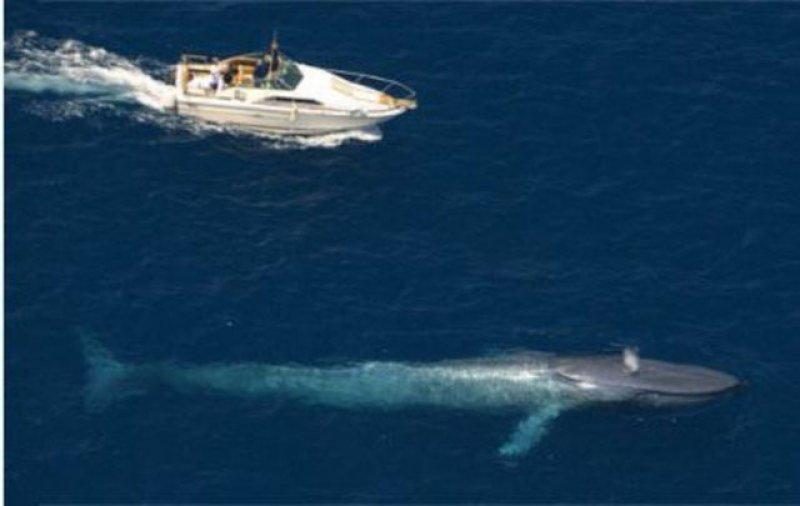 Evrim geçiren hayvanlar 