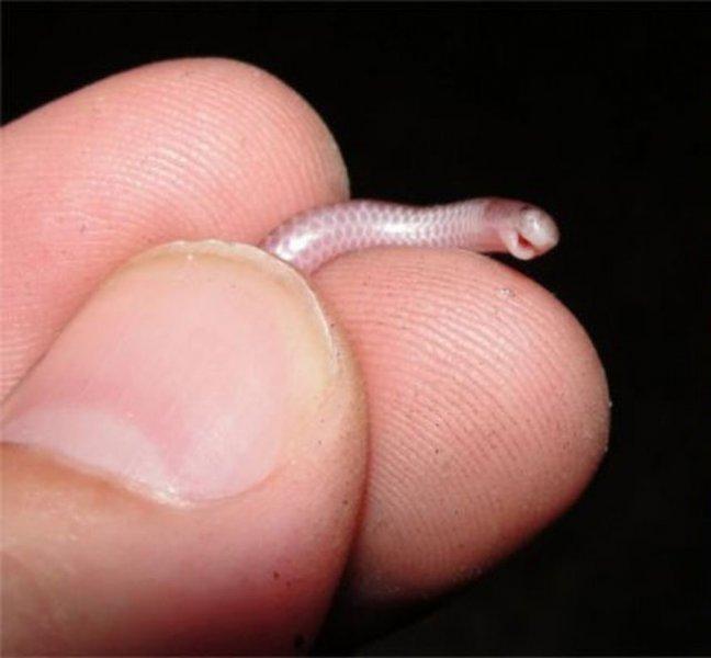 Evrim geçiren hayvanlar 