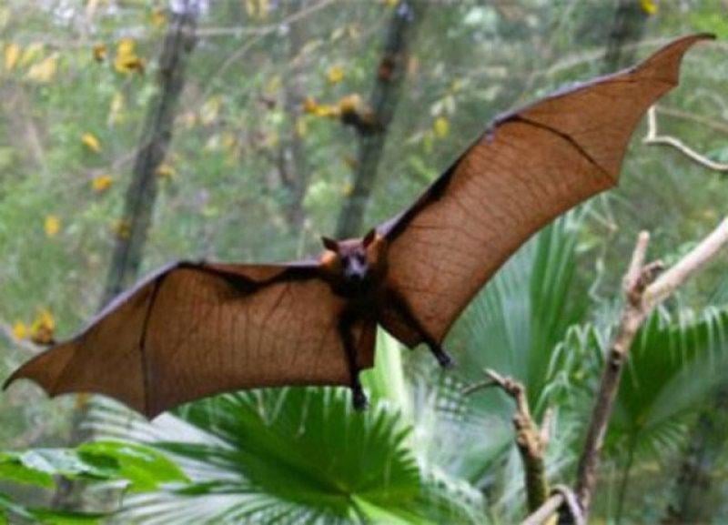 Evrim geçiren hayvanlar 