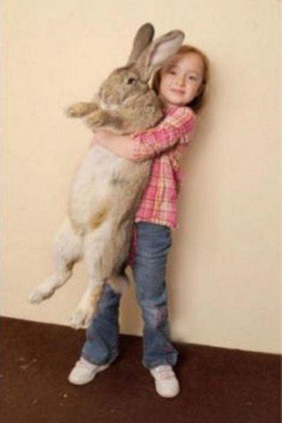 Evrim geçiren hayvanlar 