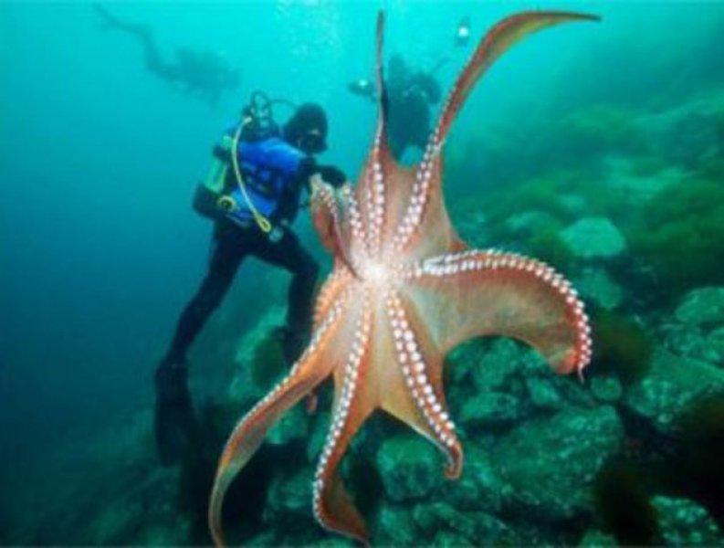 Evrim geçiren hayvanlar 