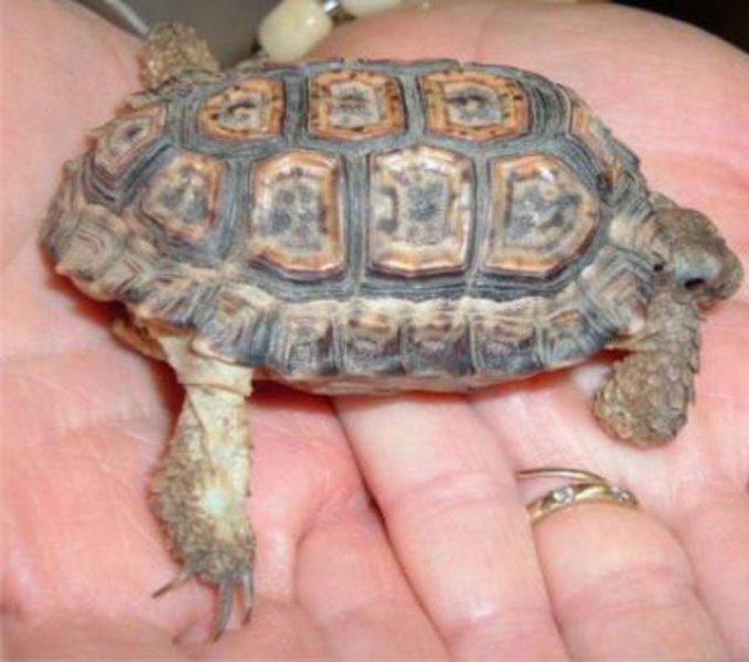 Evrim geçiren hayvanlar 