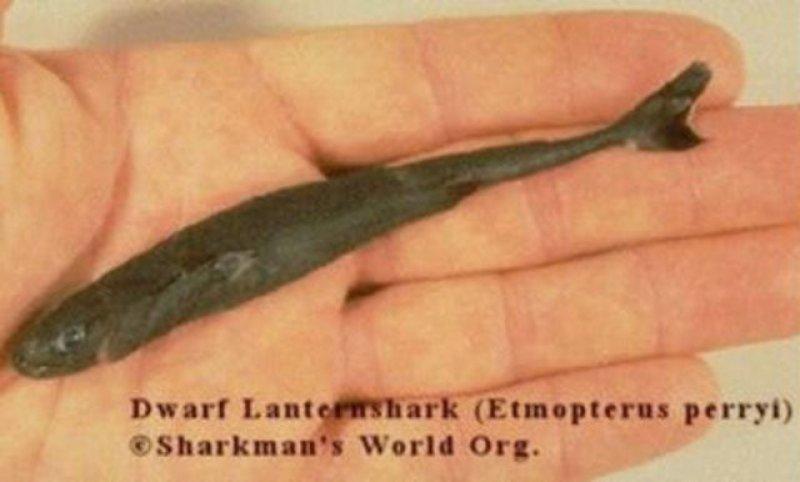 Evrim geçiren hayvanlar 