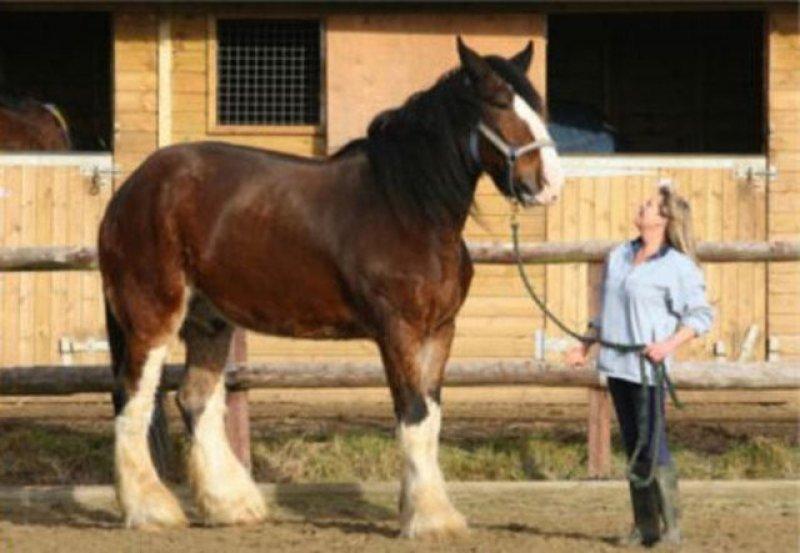 Evrim geçiren hayvanlar 
