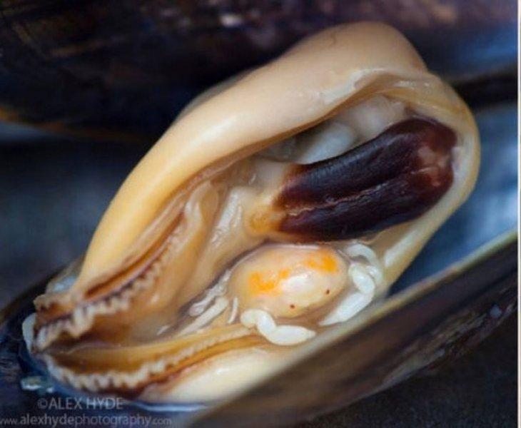 Evrim geçiren hayvanlar 