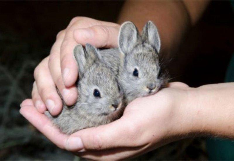 Evrim geçiren hayvanlar 