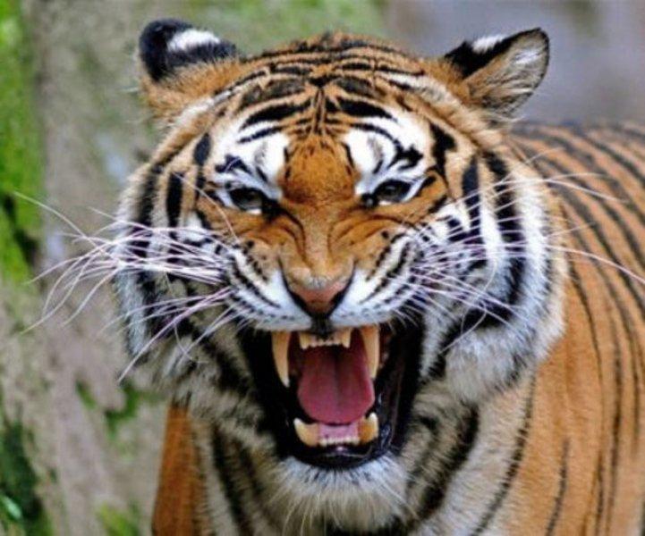 Evrim geçiren hayvanlar 