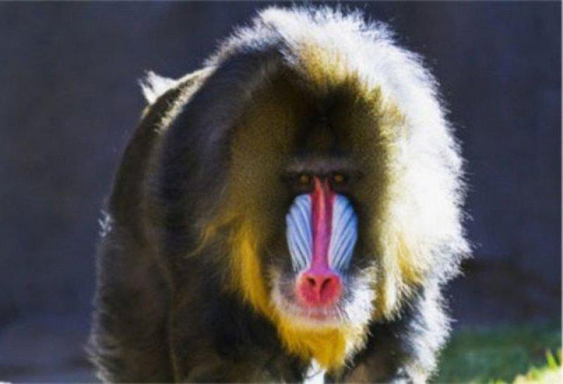 Evrim geçiren hayvanlar 