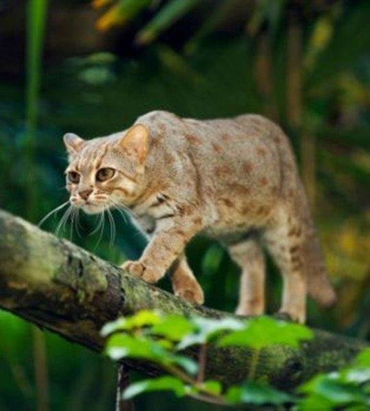 Evrim geçiren hayvanlar 