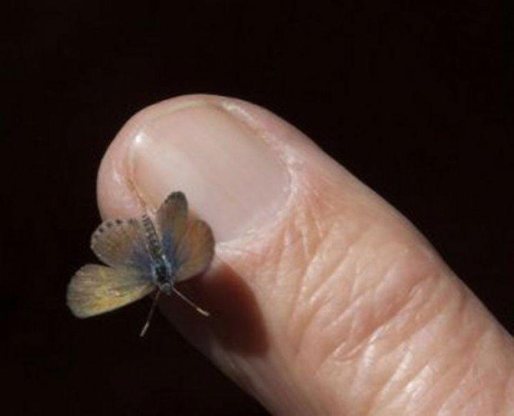 Evrim geçiren hayvanlar 