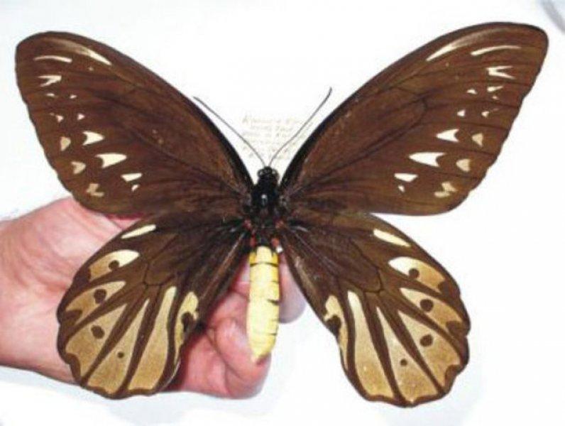 Evrim geçiren hayvanlar 