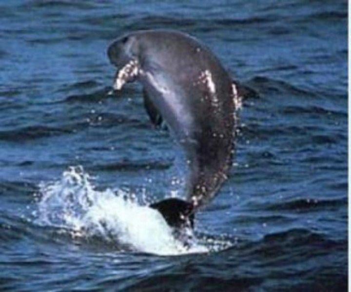 Evrim geçiren hayvanlar 