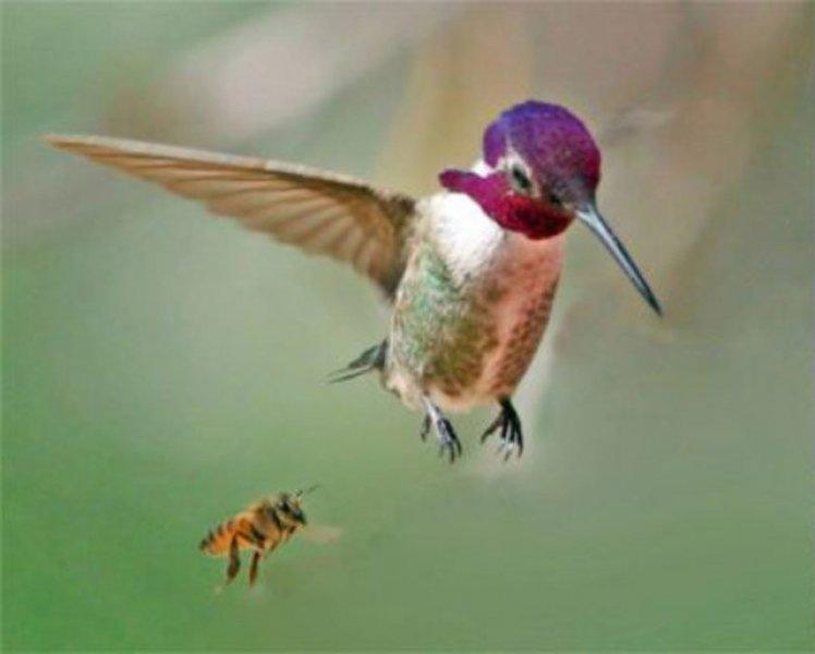 Evrim geçiren hayvanlar 