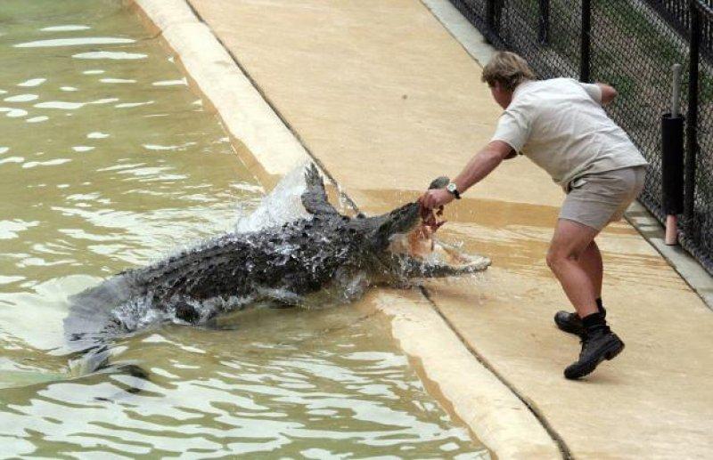 Timsah Avcısı Steewe Irwin'ın oğlu babasının yolunda
