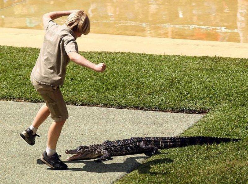 Timsah Avcısı Steewe Irwin'ın oğlu babasının yolunda